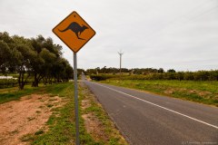 Attention aux kangourous, Mc Laren Vale