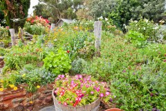 Jardins du domaine viticole de Coriole, Mc Laren Vale