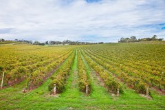 Vignes autour de Mc Laren Vale
