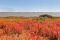 Panoramique du l'isthme de Coorong depuis la Princes Highway