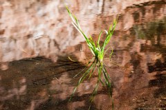 Plante dans la rivière de Banstead Creek, gorge de Trephina