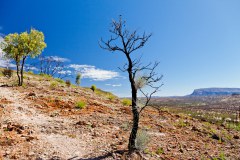 Arbre mort, falaises de Trephina