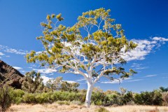 Le Ghost Gum, gigantesque eucalyptus proche de Trephina Gorge