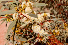 Fleur d'eucalyptus, Corroboree Rock