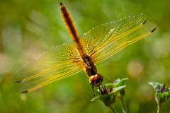 Kuala-libellule-2