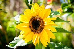 tournesol
