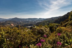 Cameron-Highlands1