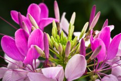 fleurs-rose-garden