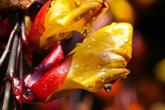 goutte-rose-garden