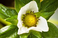 fleur-fraise