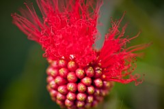 Fleur-bee-farm