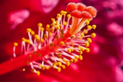 Hibiscus