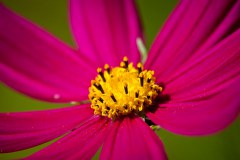 Fleur