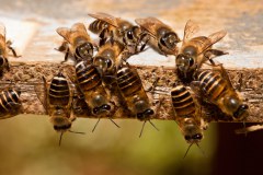 Abeilles