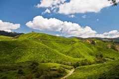 Plantation-boh-tea-cameron-highlands