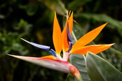 Oiseau-de-paradis