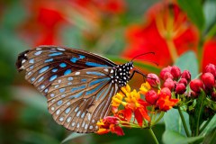 Papillon1