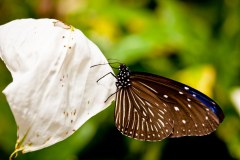 Papillon2