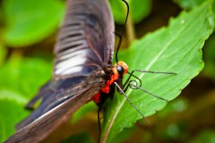 Papillon3