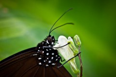 Papillon4