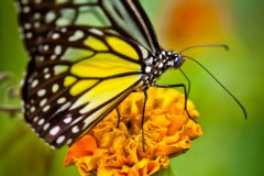 Papillon5