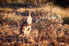 Bébé kangourou dans sa poche, Cape Range National Park