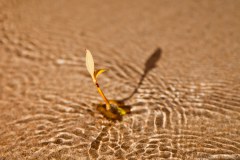Petite plante sur le sable de Mangrove Bay