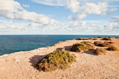 Head of Bight, grande baie australienne