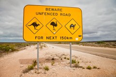 Attention aux kangourous, chameaux et aux hémus !