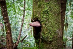 Arbre tirant la langue, Montezuma Waterfalls