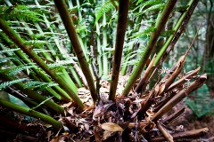 Palmier au coeur de la forêt de Montezuma
