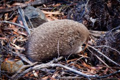 Bébé echidné, lac Saint Clair, Cradle Mountain National Park