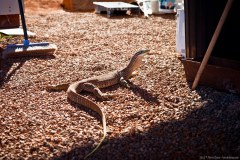 Un varan ayant élu domicile où nous travaillons venant nous faire un petit coucou le matin ! Cheela Plains