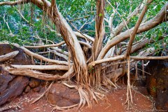 Végétation Parc National de Karijini