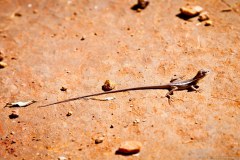 Petit lézard, Dales Gorge