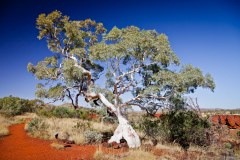 Arbre, Karijini