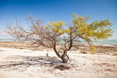 Arbre, Hamelin Pool