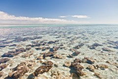 Stromatolites d'Hamelin Pool