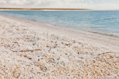 Shell Beach et sa plage aux milliards de coquillages