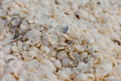Les coquillages constituant la plage de Shell Beach