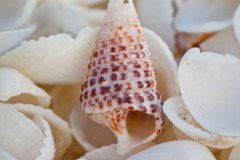 Un coquillage de Shell Beach