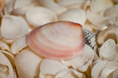 Coquillage de Shell Beach