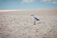 Mouette sur la plage de Shell Beach