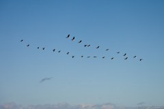 Vol de cormorans