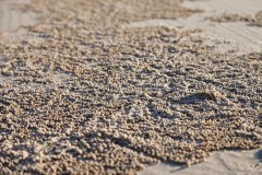 Billes de sable, plage de Point Lookout