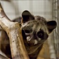 Asian Palm Civet