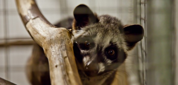 Asian Palm Civet