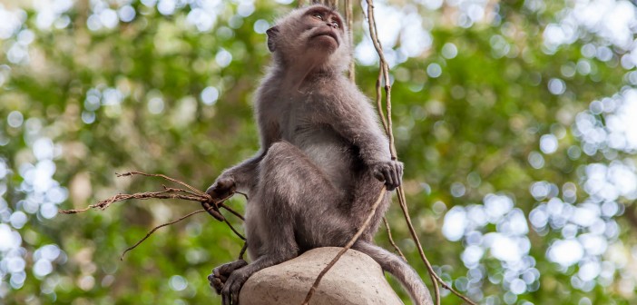 Singe Ubud Bali Indonesie