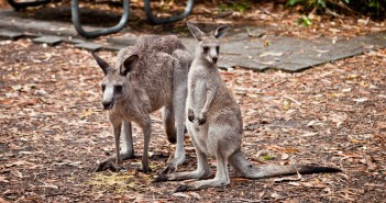 Maman et bébé kangourou, Booderee National Park