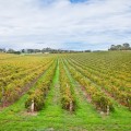 Vignes autour de Mc Laren Vale
